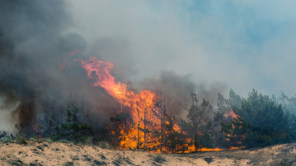 Wildfire burning through a forest, with flames and thick smoke surrounding trees.
