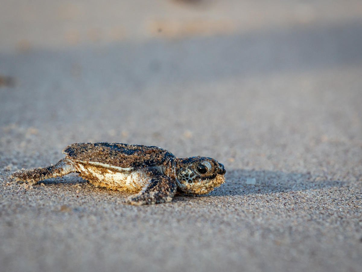 Baby Leatherback Sea Turtle in French Guiana. © Jody Amiet / Greenpeace Baby Leatherback Sea Turtle in French Guiana. © Jody Amiet / Greenpeace