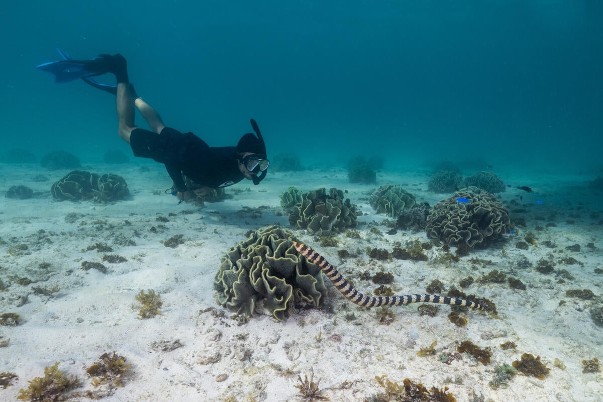 Sea Snake in Shark Bay, Australia. © Harriet Spark / Grumpy Turtle Film / Greenpeace