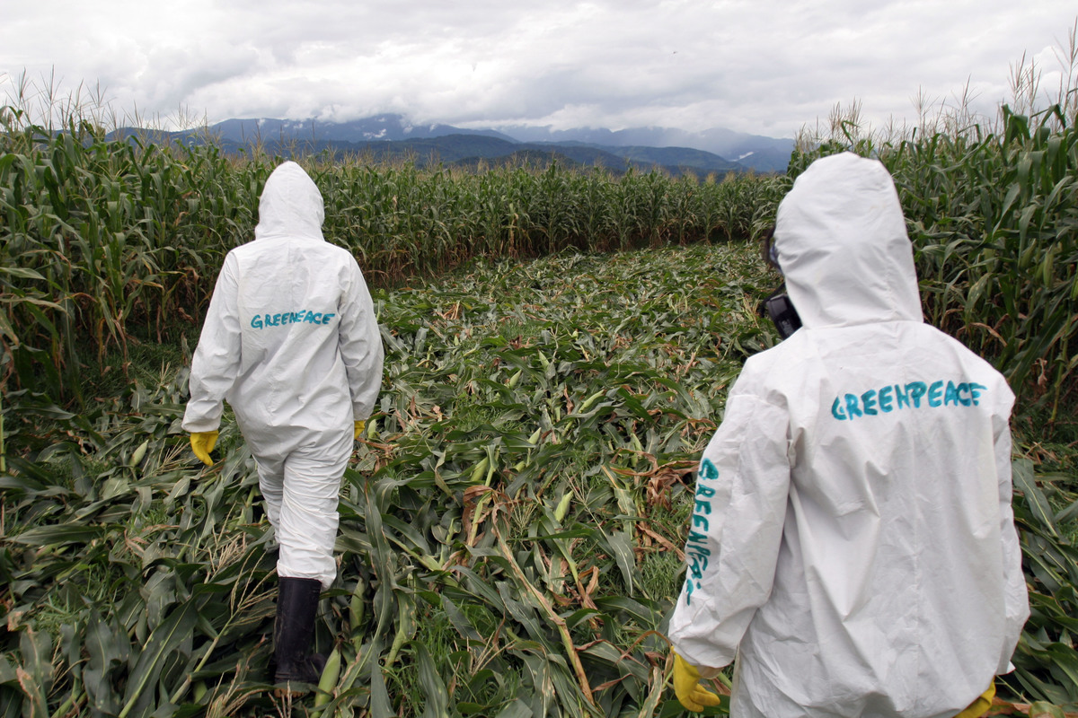 GE Crop Circle Action in Mexico. © Gustavo Graf
