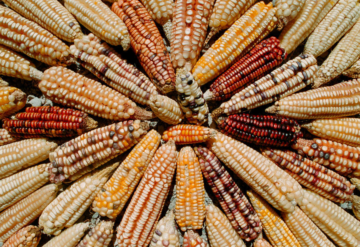 Landraces varieties of Mexican maize. Oaxaca, Mexico. © Roberto Lopez