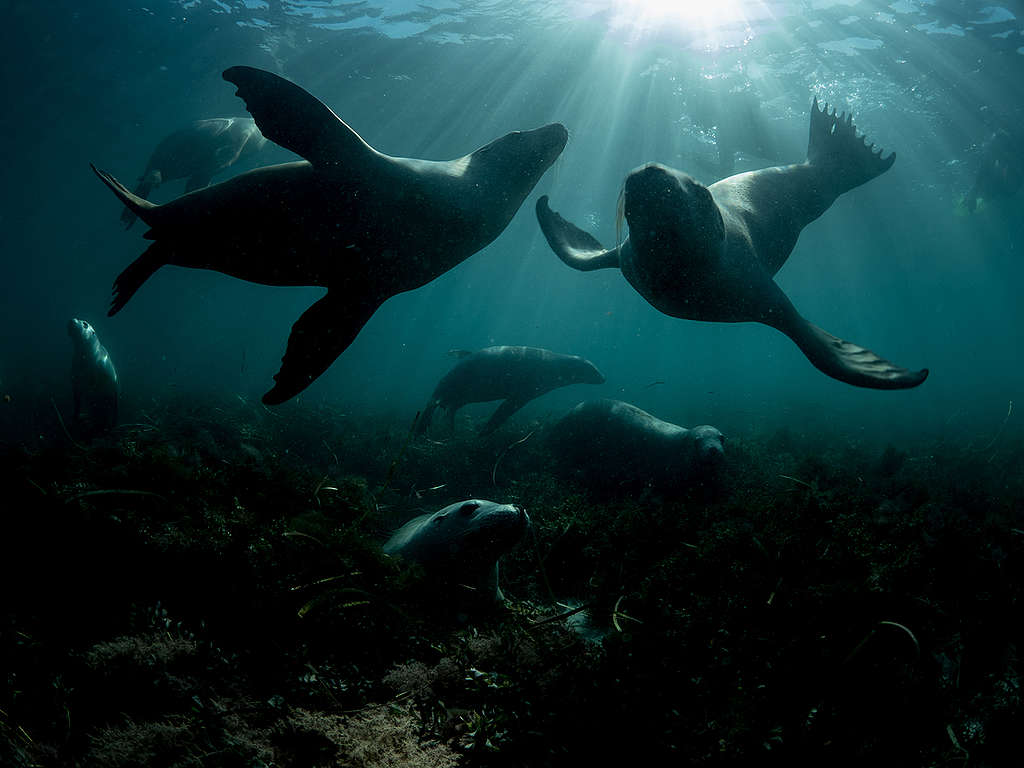 Sea Lions near Hopkins Island. © Michaela Skovranova
