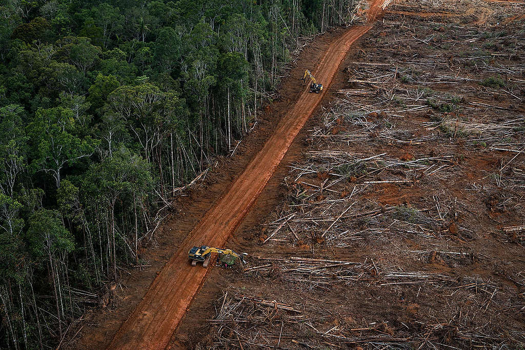 PT Megakarya Jaya Raya (PT MJR) Palm Oil Concession in Papua. © Ulet  Ifansasti