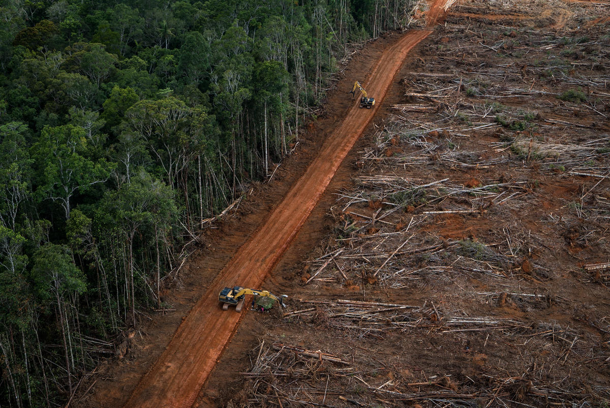 PT Megakarya Jaya Raya (PT MJR) Palm Oil Concession in Papua. © Ulet  Ifansasti