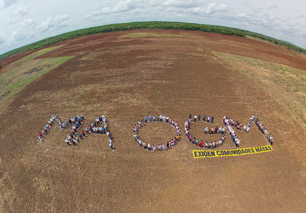 Comunidades mayas dicen NO a los OGM © Arturo Rocha