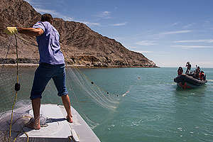 Vaquita Habitat Investigation in Mexico. © Carlos Aguilera