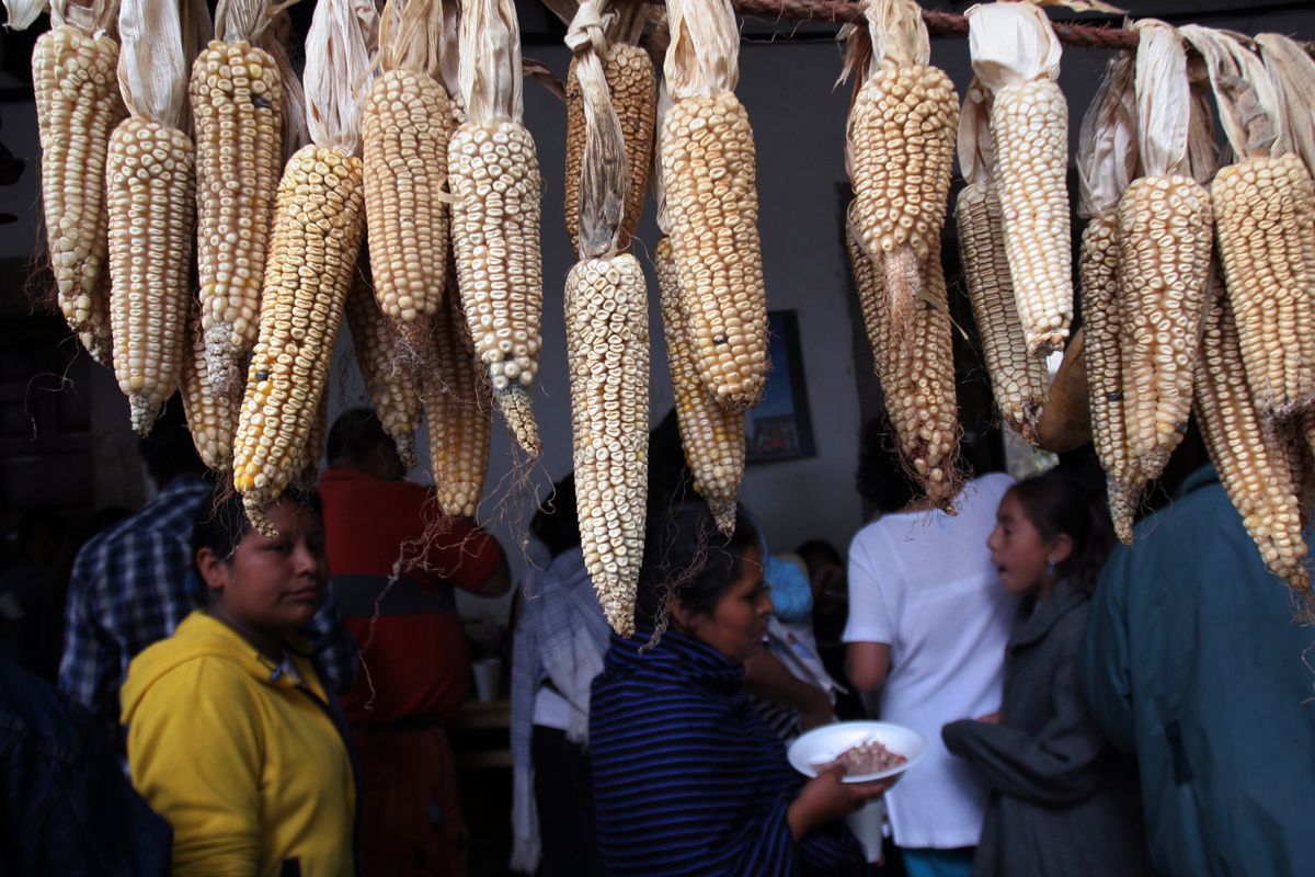 Celebration to Honour GE Free Corn in Mexico. © Gustavo Graf