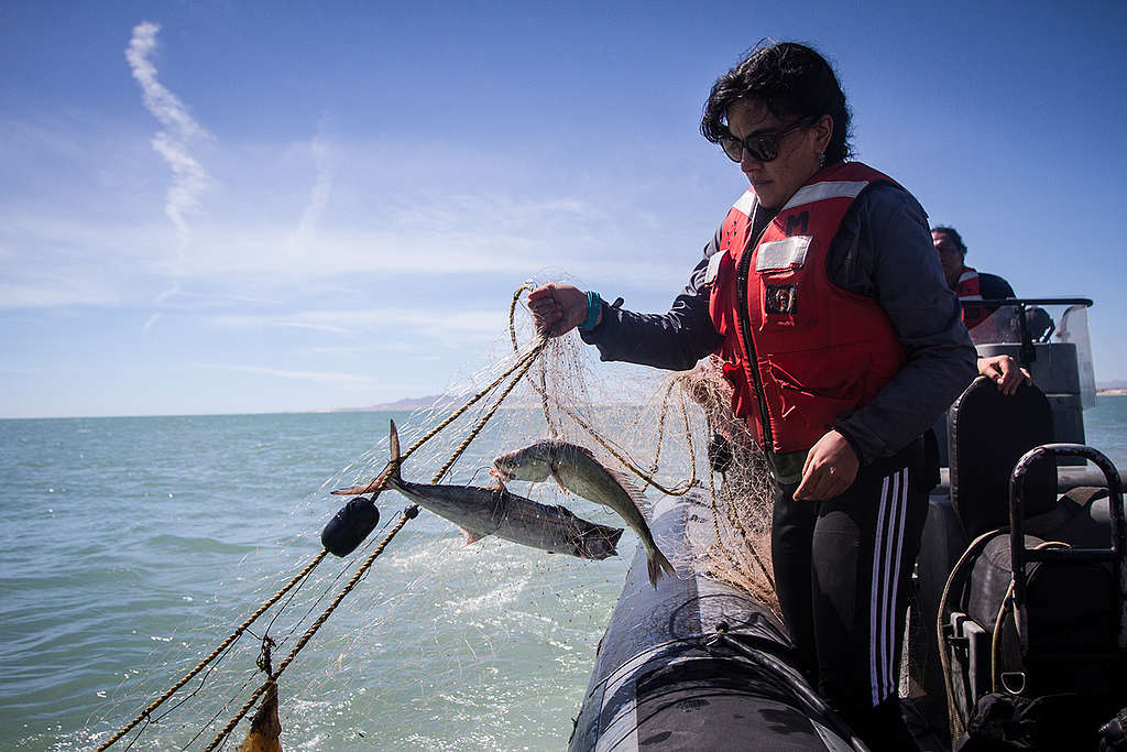 Investigación en el hábitat de la vaquita marina