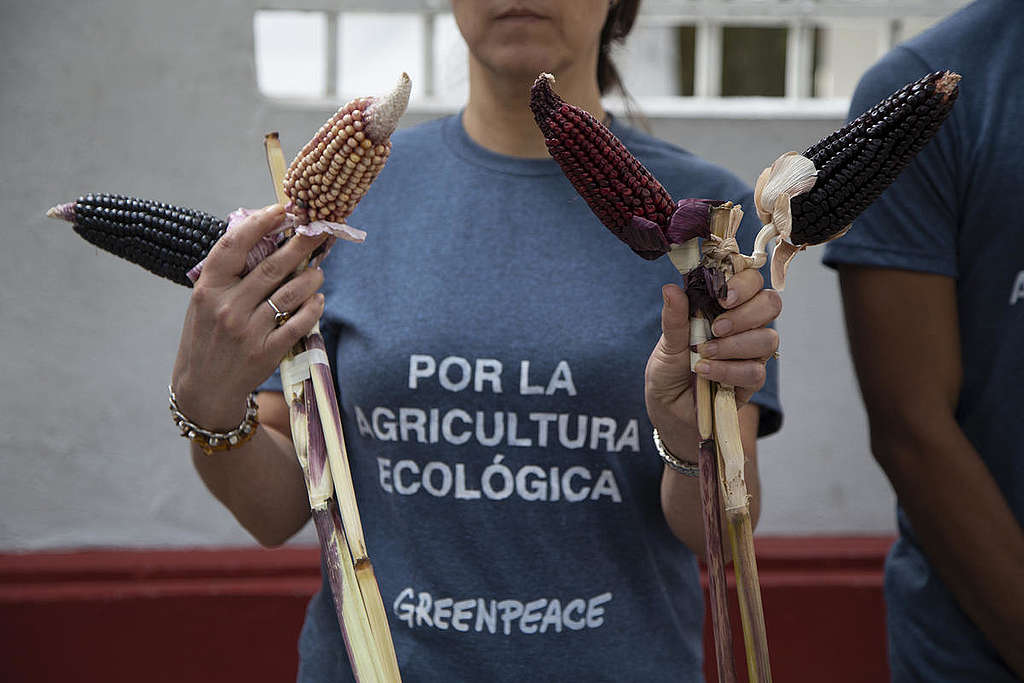 Activistas visitan al presidente electo para recordarle la protección del maíz. © Ilse Huesca Vargas