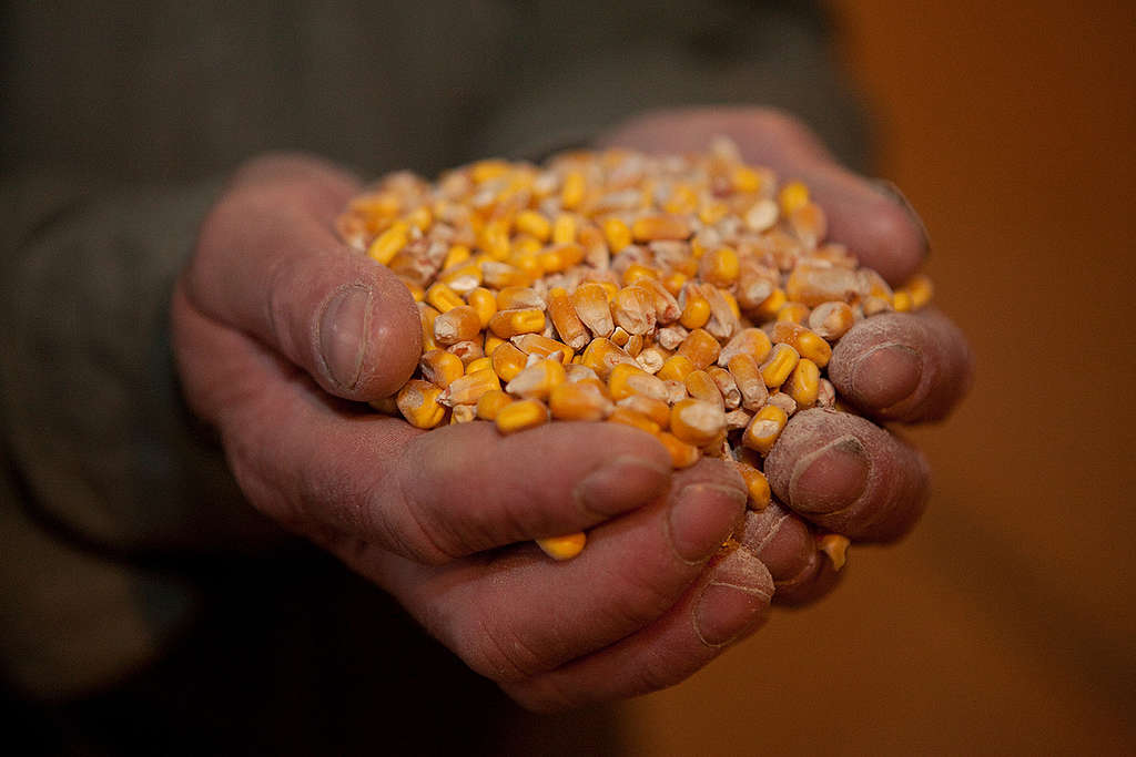 Organic Maize in Hungary. © Greenpeace / Emma Stoner Organic Maize in Hungary. © Greenpeace / Emma Stoner