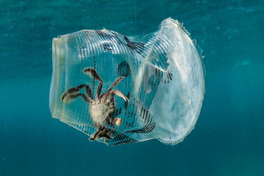 Cangrejo atrapado en desechos plásticos © Noel Guevara / Greenpeace