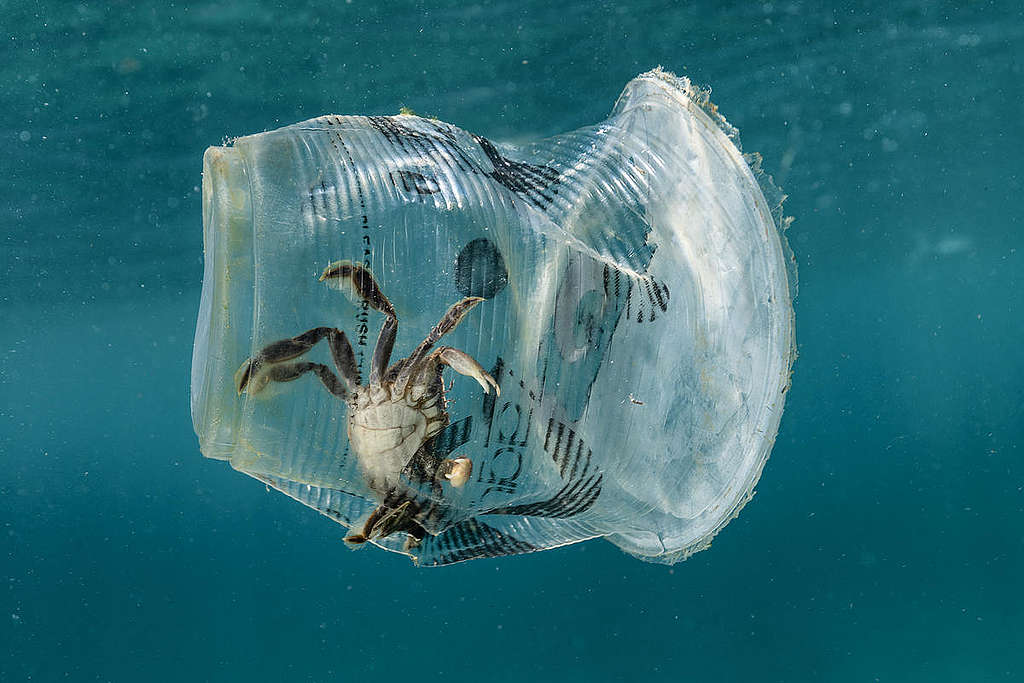 Cangrejo atrapado en un vaso plástico © Noel Guevara / Greenpeace