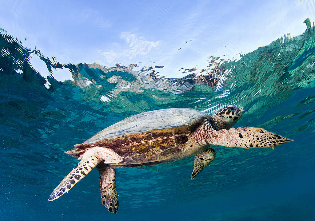 Tortugas marinas en su hábitat natural © Paul Hilton / Greenpeace