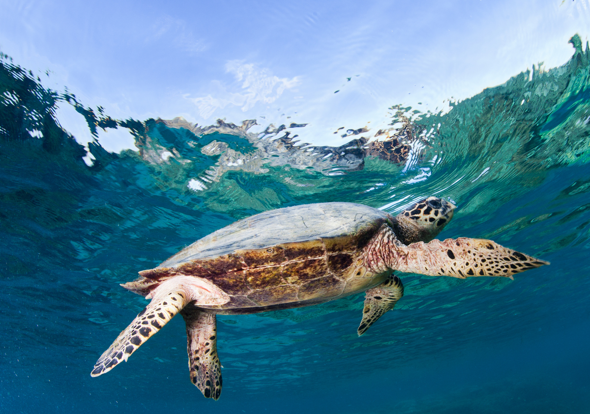 Tortuga en el Parque Nacional Komodo. © Paul Hilton / Greenpeace