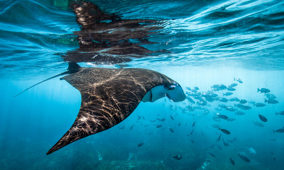 Mantarraya captada debajo del mar en la Isla Penida. © Paul Hilton / Greenpeace