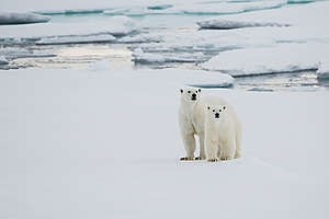 Osos polares en el Ártico © Daniel Beltrá / Greenpeace