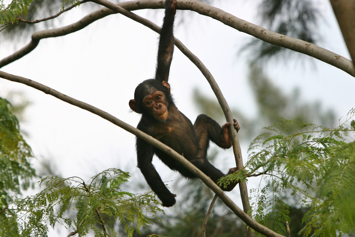 Joven chimpancé en el Congo © Kim Gjerstad / Greenpeace