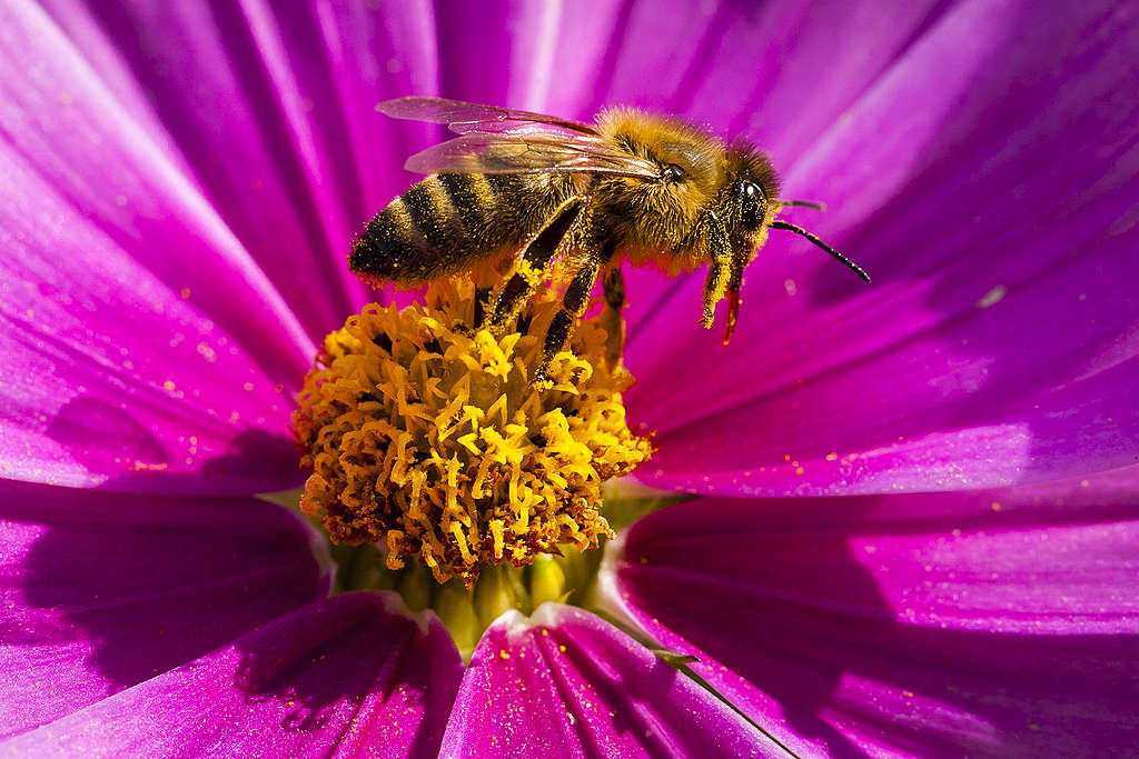 Abejas en peligro