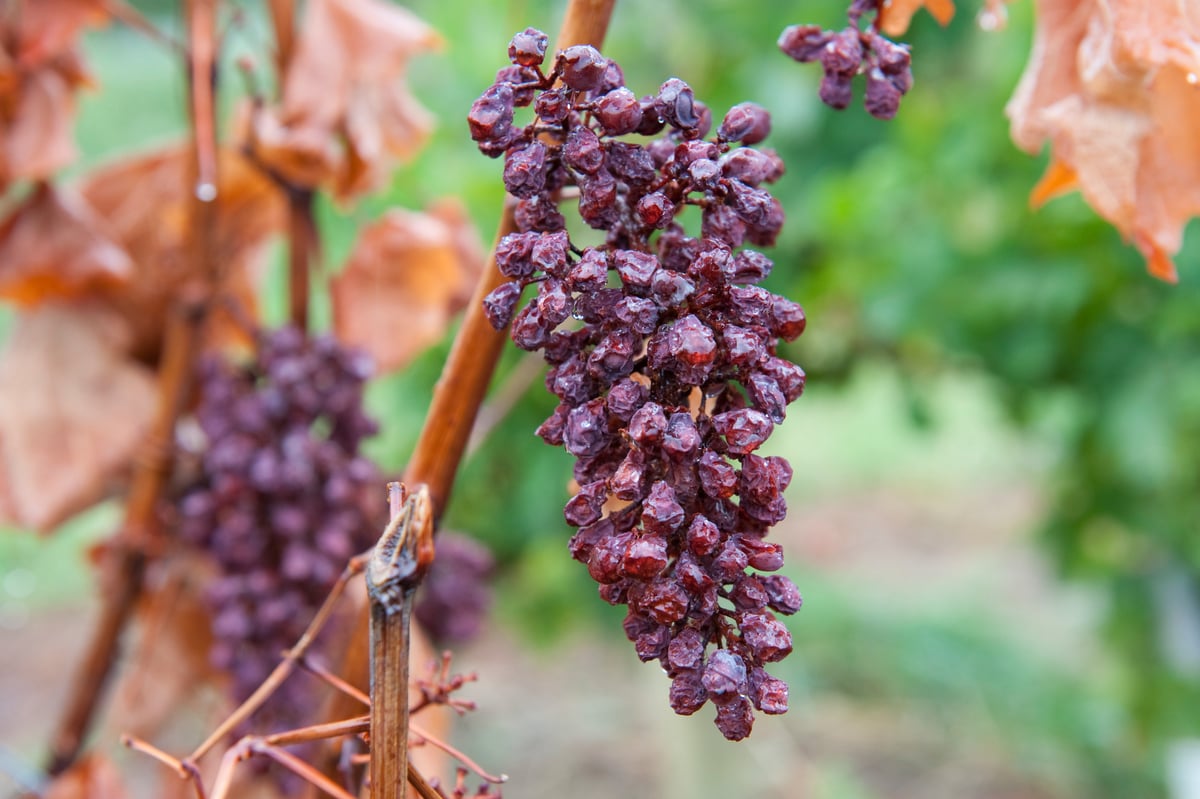 Dry Grapes in a Vineyard in France. © Greenpeace / Pierre Gleizes