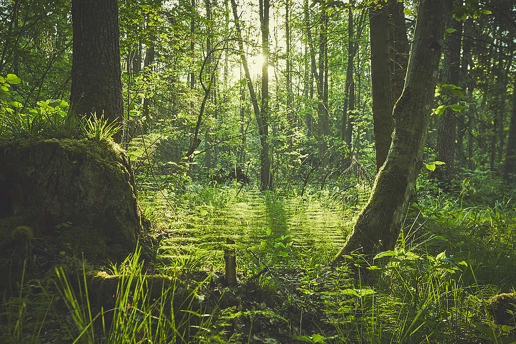 Bosques en el Día de la Tierra