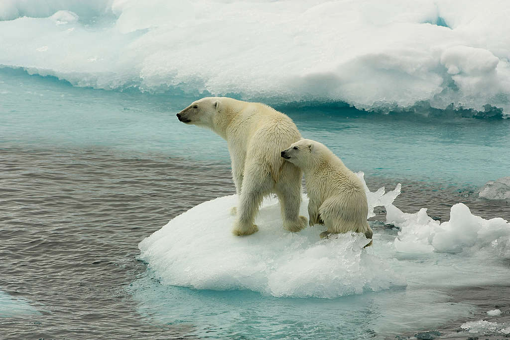 Osos polares en el hielo ártico