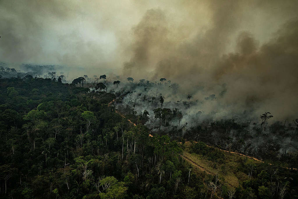 Incendios-en-el-amazonas-causas