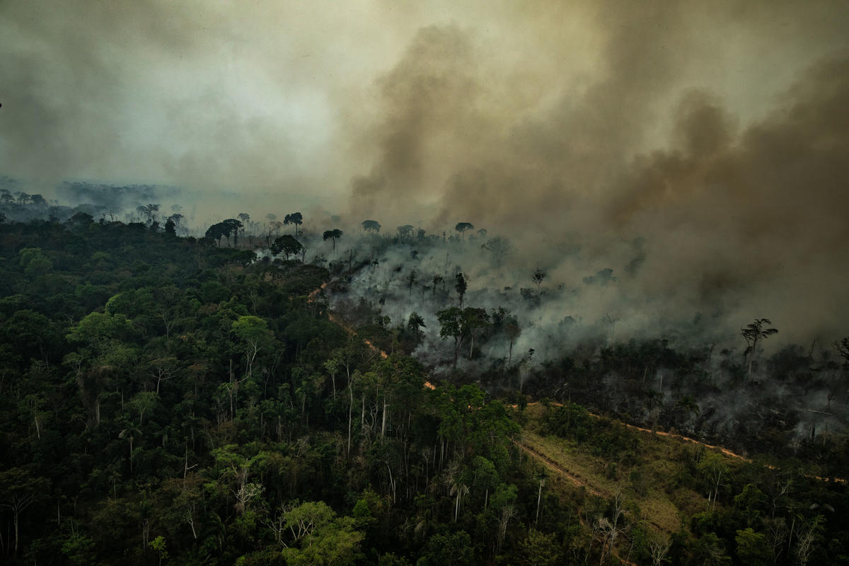incendios en el amazonas Incendios-en-el-amazonas-causas