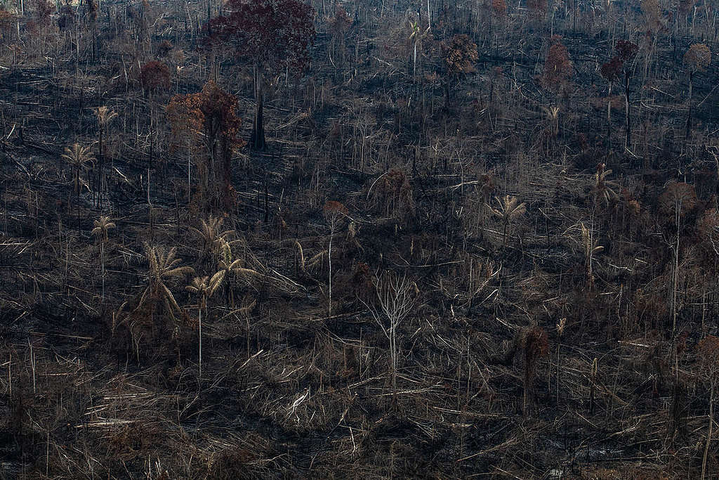 incendios-en-el-amazonas-greenpeace