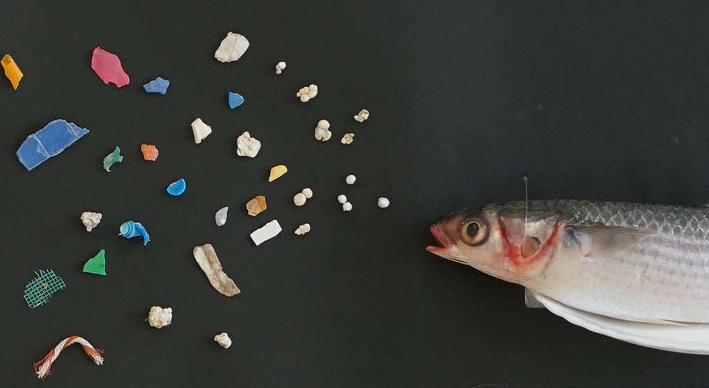 Microplastic Present in Wild Flathead Grey Mullet in Hong Kong. © Greenpeace