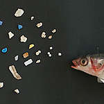 Microplastic Present in Wild Flathead Grey Mullet in Hong Kong. © Greenpeace