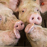 Pig Stall in Northern Germany. © Fred Dott / Greenpeace