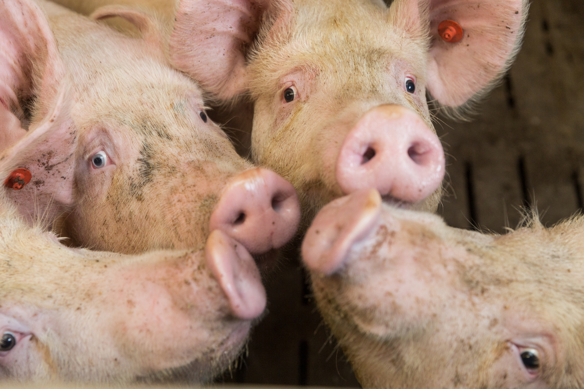 Pig Stall in Northern Germany. © Fred Dott / Greenpeace