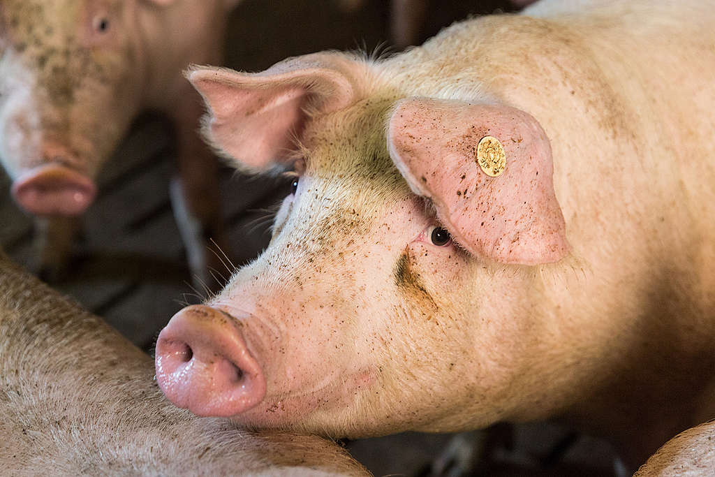 Pig Stall in Northern Germany. © Fred Dott / Greenpeace