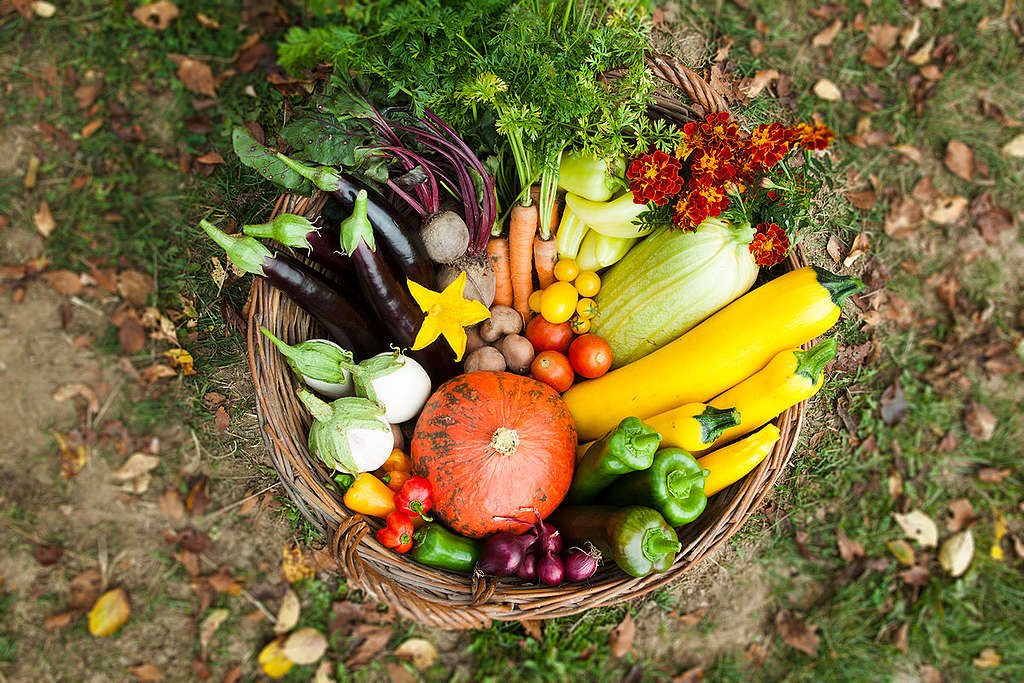 Organic Vegetables in Hungary. © Bence Jardany / Greenpeace