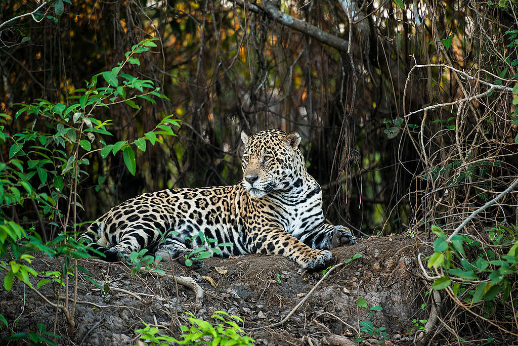 Jaguar (Panthera onca) in the Amazon. © Valdemir Cunha El jaguar ha visto amenazado su hogar debido a la deforestación © Valdemir Cunha