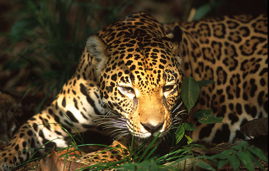 Jaguar y la deforestación en México