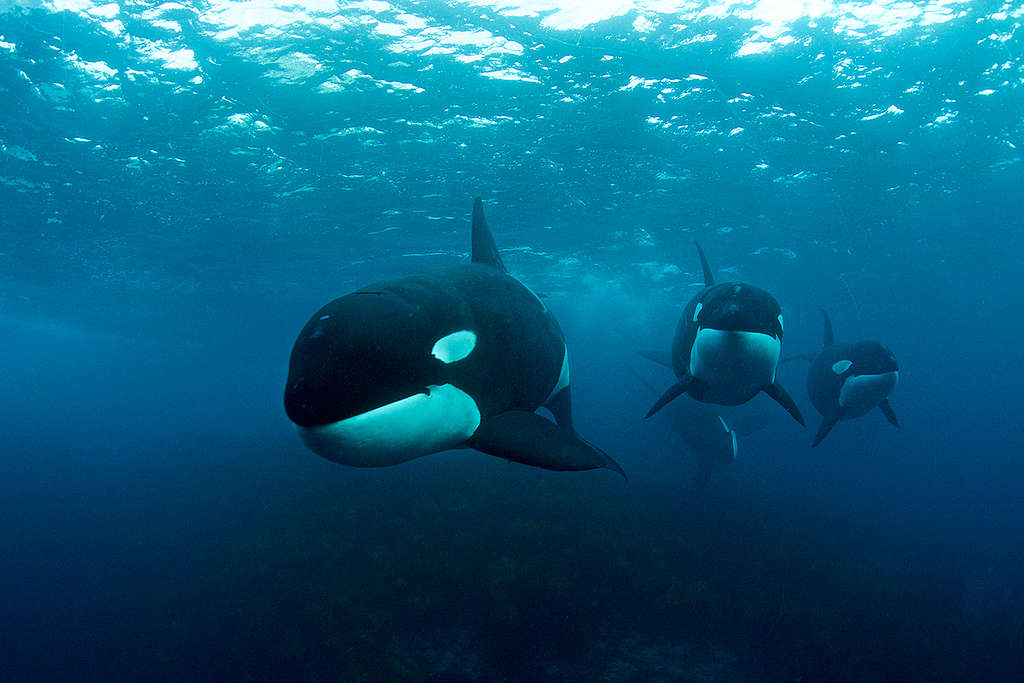 Orcas debajo del mar