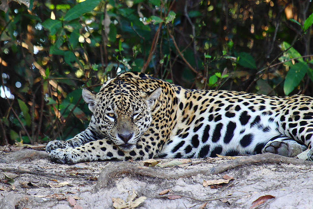 Jaguar in Mato Grosso, Brazil. © Pablo Petracci