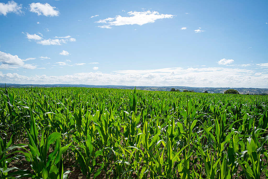 Campo de maíz