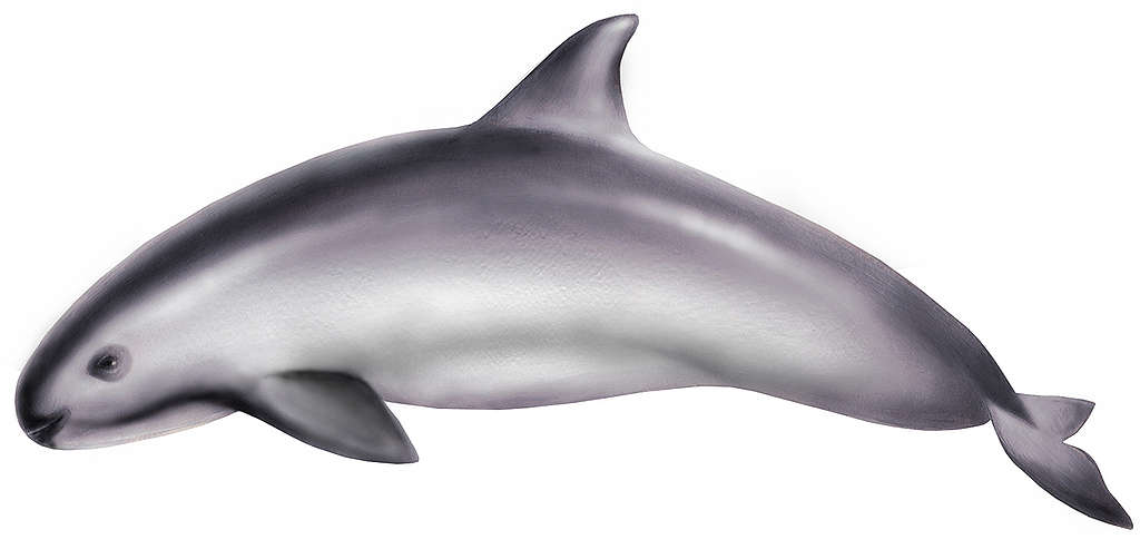 Vaquita. © Lizzie Barber