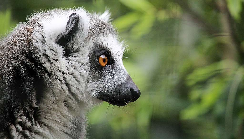 Lemur en peligro de extinción
