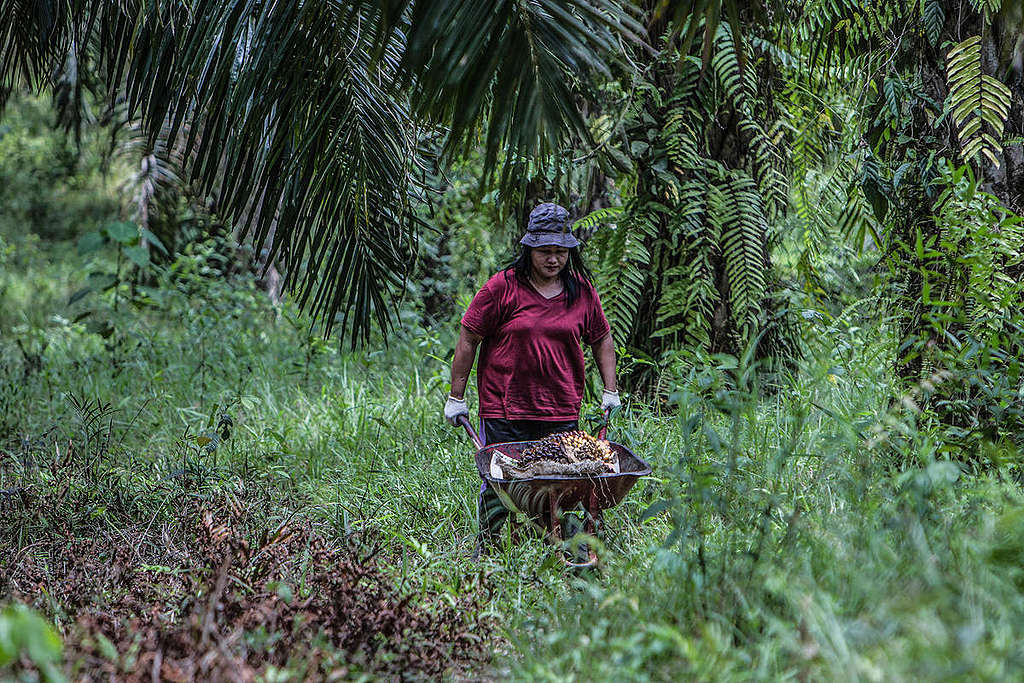 Palm Oil Farmer in Sanggau, West Kalimantan. © Afriadi Hikmal / Greenpeace ¿Quién protege nuestros bosques y selvas? © Afriadi Hikmal / Greenpeace