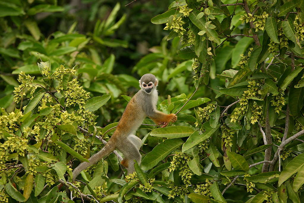 Saimiri Monkey in Brazil. © Greenpeace / Daniel Beltrá Saimiri Monkey in Brazil. © Greenpeace / Daniel Beltrá