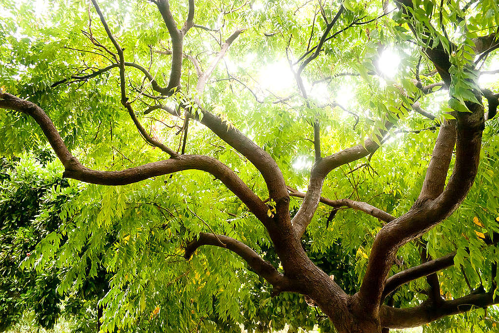 Protección de bosques y selvas en México