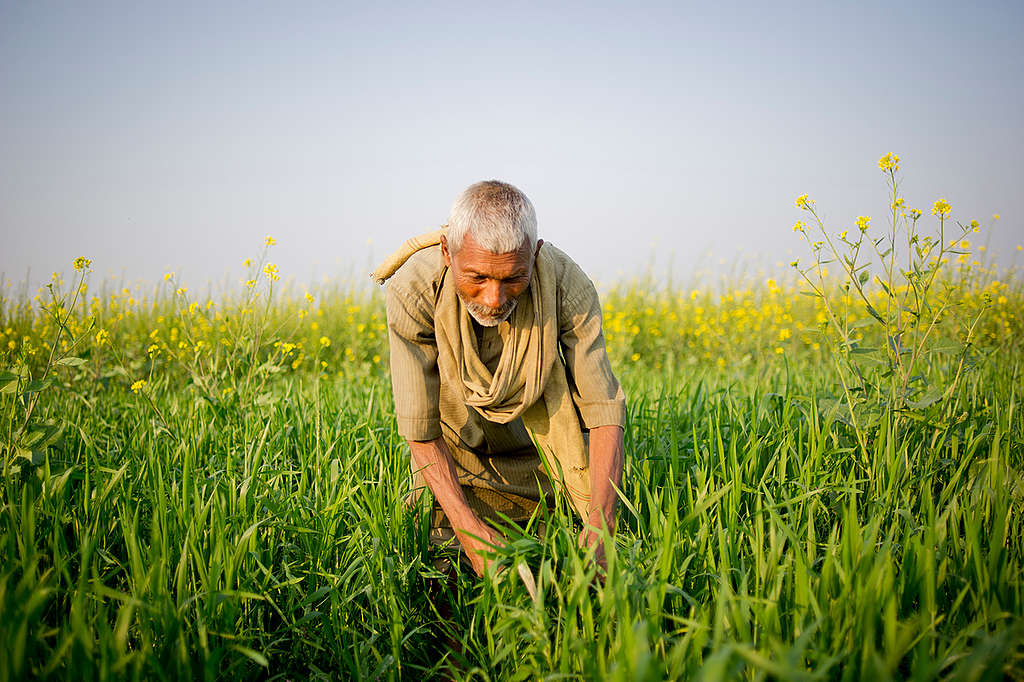 Wheat Farmer in Bihar. © Karan Vaid / Greenpeace