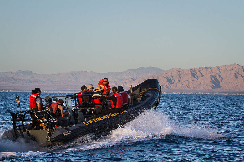 Vaquita Habitat Investigation in Mexico. © Carlos Aguilera / Greenpeace Vaquita Habitat Investigation in Mexico. © Carlos Aguilera / Greenpeace