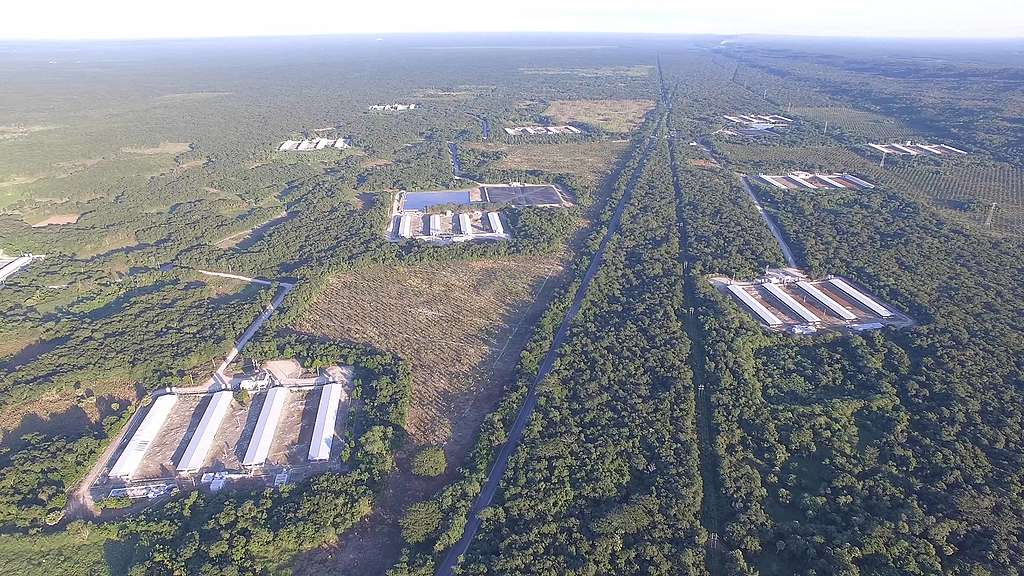 Granjas porcícolas en Yucatán. Greenpeace / Tania Garnica