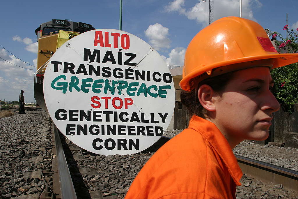 Activistas protestando en contra del maíz transgénico