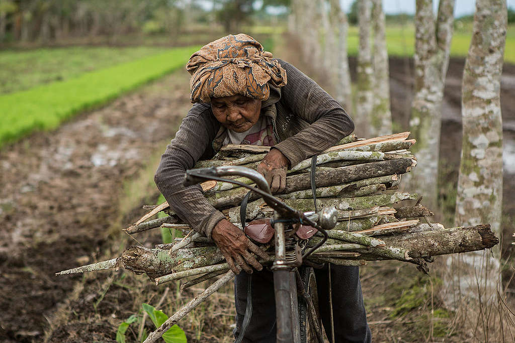 A Villager Collects Firewood in Ketapang. © Rendra Hernawan / Greenpeace Muchas personas aún recolectan leña para encender fogatas y calentar sus alimentos © Rendra Hernawan / Greenpeace