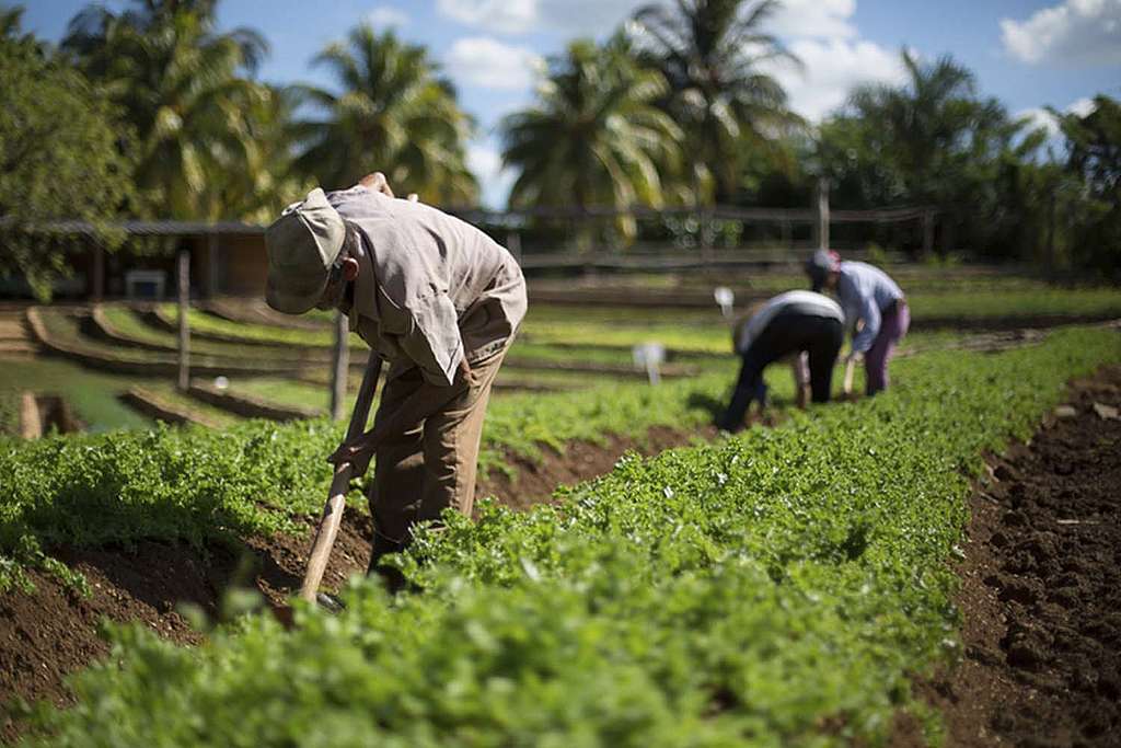 Apoya la economía local y el campo mexicano